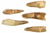 Lot: -, Bargain Spinosaurus Teeth - Pieces #82620-3